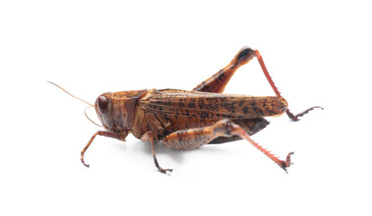 Brown grasshopper isolated on white. Wild insect
