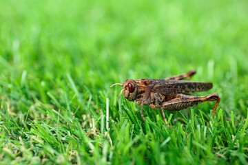 Brown grasshopper on lawn outdoors. Space for text