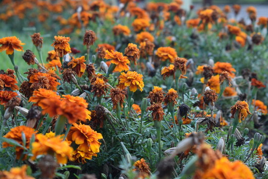 Orange Flowers In The Field