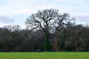 Bare trees in the park in winter, England, UK