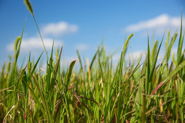 Green grass in field on sunny day, closeup