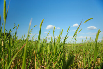 Green grass in field on sunny day