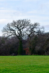Obraz premium Bare trees in the park in winter, England, UK