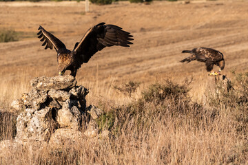 couple golden eagle flying aquila chrysaetos