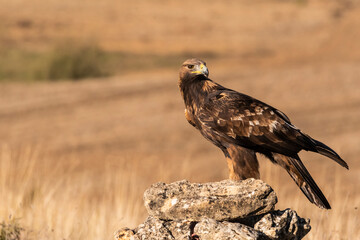 golden eagle flying aquila chrysaetos