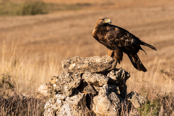golden eagle flying aquila chrysaetos