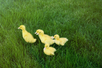 Cute fluffy goslings on green grass outdoors. Farm animals