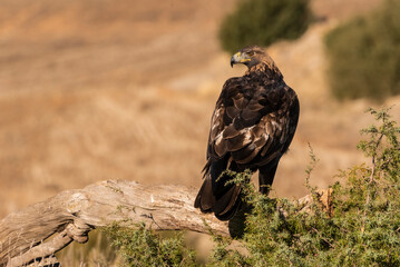 golden eagle flying aquila chrysaetos