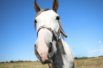 Grey horse outdoors on sunny day, closeup. Beautiful pet