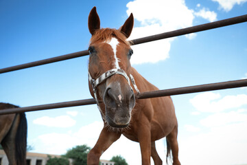 Chestnut horse at fence outdoors on sunny day, closeup. Beautiful pet