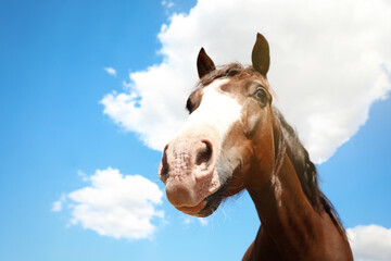 Fototapeta premium Chestnut horse at fence outdoors on sunny day, closeup. Beautiful pet