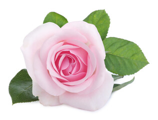 Blooming pink rose isolated on white. Beautiful flower
