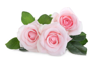 Blooming pink roses on white background. Beautiful flowers