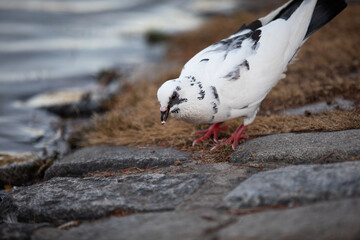 white pigeon on the street