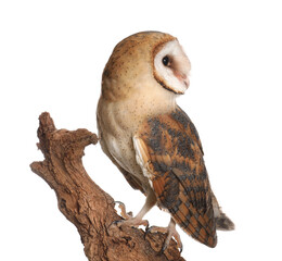 Beautiful common barn owl on twig against white background