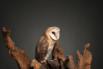 Beautiful common barn owl on tree against grey grey background