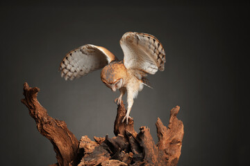 Beautiful common barn owl on tree against grey background © New Africa