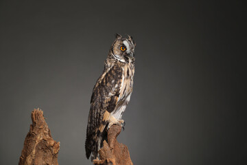Beautiful eagle owl on tree against grey background. Predatory bird