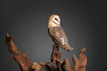 Beautiful common barn owl on tree against grey background