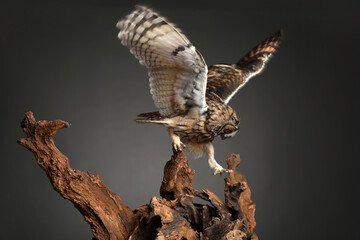 Beautiful eagle owl on tree against grey background. Predatory bird