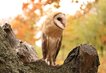 Beautiful common barn owl on tree outdoors