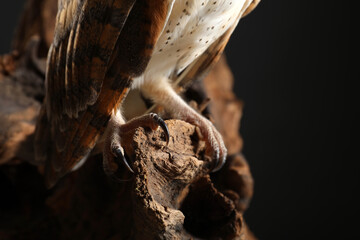 Beautiful common barn owl on tree against black background, closeup