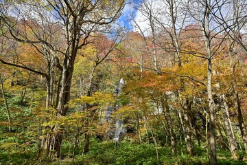 青空バックに見る黄葉と滝のコラボ情景＠奥入瀬渓流、青森