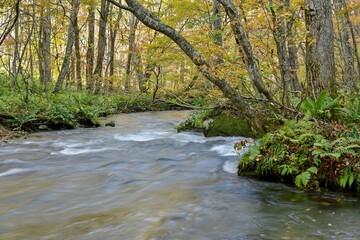 晩秋の奥入瀬渓流の黄葉情景＠青森