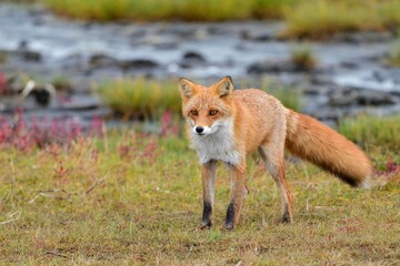 鋭い目つきで周囲を警戒するキタキツネ＠北海道