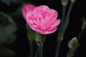 pink gerbera flower closed