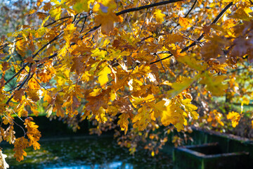 Autumn view of a tree near Cologne