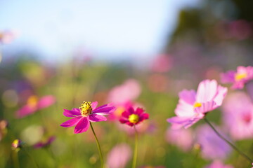 Cosmos flowers are blooming with soft sunshine at Howa koen Park in Tokyo, Japan.