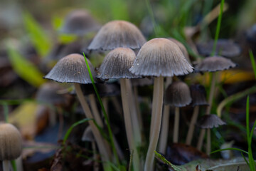 Mushrooms in autumn, a forest nearby Cologne