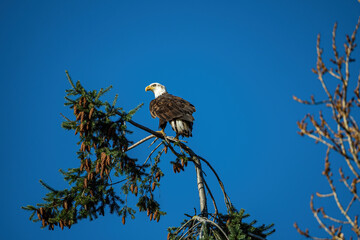 one beautiful bald eagle resting on top of a pine tree branch under  the clear blue sky on a sunny day