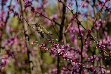 pink blossom in spring