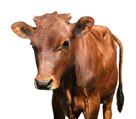 Cute brown calf on white background. Animal husbandry © New Africa