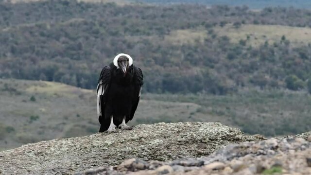 Female Andean condor (Vultur gryphus) in the wild near Torres del Paine, Chile