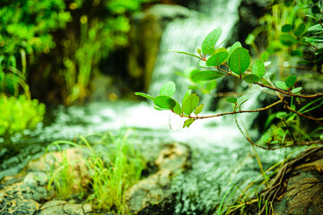waterfall and the plant grow up