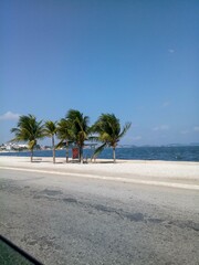 trees on the beach