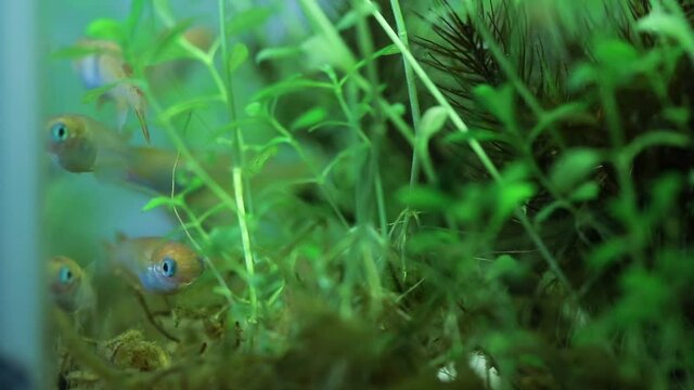 水の中で泳いでいる小さなメダカ