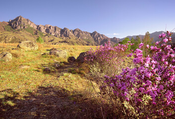 Blooming maralnik in the Altai mountains