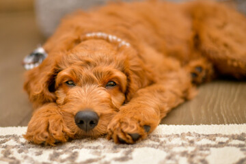 Red Goldendoodle Puppy 