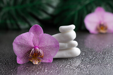 Beautiful lilac orchid flower and stack of white stones with monstera leaves on black background