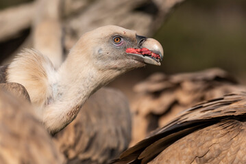 griffon vulture eating carrion