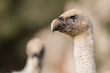 portrait of griffon vulture gyps fulvus