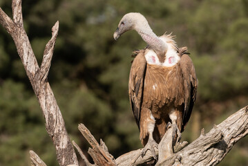 griffon vulture perched gyps fulvus