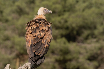 griffon vulture perched gyps fulvus