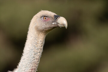 Fototapeta premium portrait of griffon vulture gyps fulvus