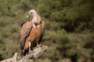 Fototapeta premium griffon vulture perched gyps fulvus