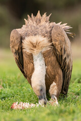 griffon vulture eating carrion